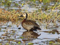 White-faced Whistling Duck (Dendrocygna viduata)