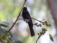 Northern Black Flycatcher (Melaenornis edolioides)