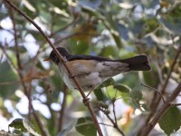 African Thrush (Turdus pelios)