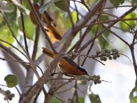 Rüppell's Robin-Chat (Cossypha semirufa)
