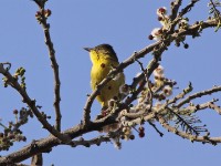 African Yellow Warbler (Iduna natalensis)