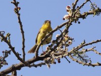 African Yellow Warbler (Iduna natalensis)