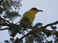 African Yellow Warbler (Iduna natalensis)