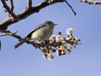 Buff-bellied Warbler (Phyllolais pulchella)
