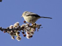 Buff-bellied Warbler (Phyllolais pulchella)