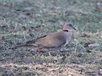 Mourning Collared Dove (Streptopelia decipiens)