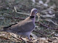 Mourning Collared Dove (Streptopelia decipiens)