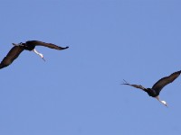 Wattled Crane (Grus carunculata)