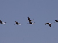 Wattled Crane (Grus carunculata)