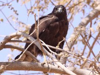 Augur Buzzard (Buteo augur)