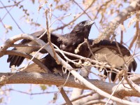 Augur Buzzard (Buteo augur)
