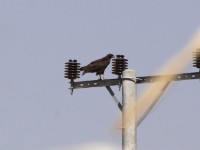 Augur Buzzard (Buteo augur)