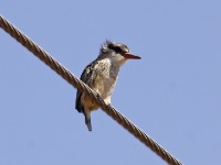 Striped Kingfisher (Halcyon chelicuti)
