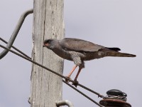 Dark Chanting Goshawk (Melierax metabates)