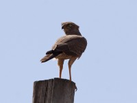 Dark Chanting Goshawk (Melierax metabates)