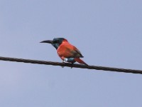 Northern Carmine Bee-eater (Merops nubicus)
