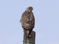 Common Buzzard (Buteo buteo vulpinus)