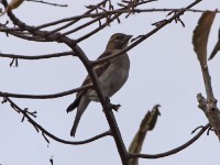 Bush Petronia (Gymnoris dentata)
