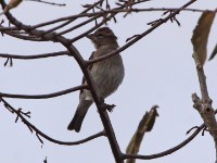 Bush Petronia (Gymnoris dentata)