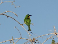 Little Bee-eater (Merops pusillus)