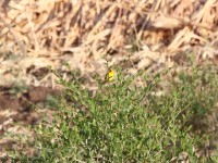 Rüppell's Weaver (Ploceus galbula)