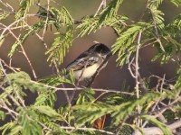 Northern Puffback (Dryoscopus gambensis)
