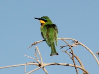 Little Bee-eater (Merops pusillus)