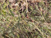 Crimson-rumped Waxbill (Estrilda rhodopyga)