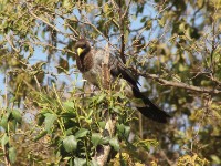Eastern Plantain-eater (Crinifer zonurus)