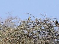 Yellow-breasted Barbet (Trachyphonus margaritatus)