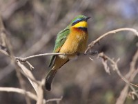 Little Bee-eater (Merops pusillus)