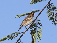 Bush Petronia (Gymnoris dentata)