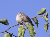 Yellow-throated Seedeater (Crithagra flavigula)