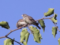 Yellow-throated Seedeater (Crithagra flavigula)