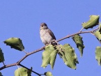 Yellow-throated Seedeater (Crithagra flavigula)