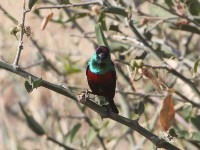 Shining Sunbird (Cinnyris habessinicus)