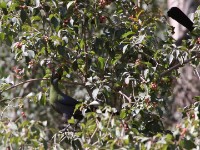 White-cheeked Turaco (Tauraco leucotis)
