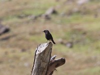 Abyssinian Wheatear (Oenanthe lugubris)