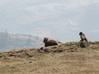 Gelada (Theropithecus gelada)