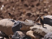 Moorland Chat (Pinarochroa sordida)