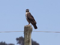 Augur Buzzard (Buteo augur)
