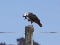 Augur Buzzard (Buteo augur)