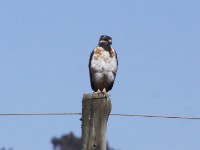Augur Buzzard (Buteo augur)