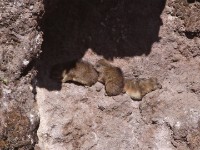 Rock Hyrax (Procavia capensis) Ethiopian