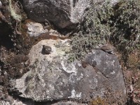 Ankober Serin (Crithagra ankoberensis)