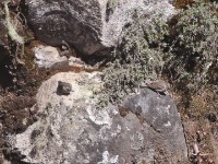 Ankober Serin (Crithagra ankoberensis)