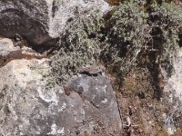 Ankober Serin (Crithagra ankoberensis)