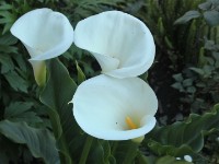 FlowerEva Hotel Debre Berhan