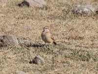 Erlanger's Lark (Calandrella erlangeri)