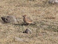 Erlanger's Lark (Calandrella erlangeri)